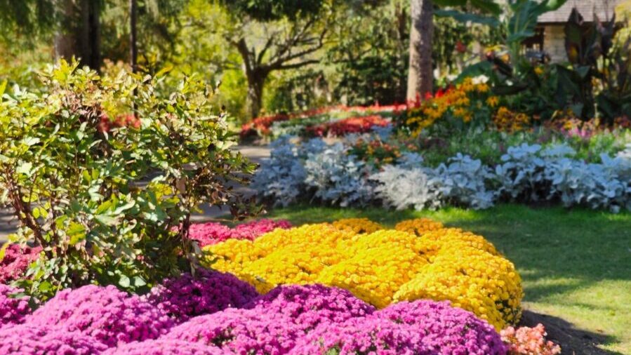 A colorful garden scene featuring blooming chrysanthemums under a bright, sunny sky. Ideal for nature lovers.